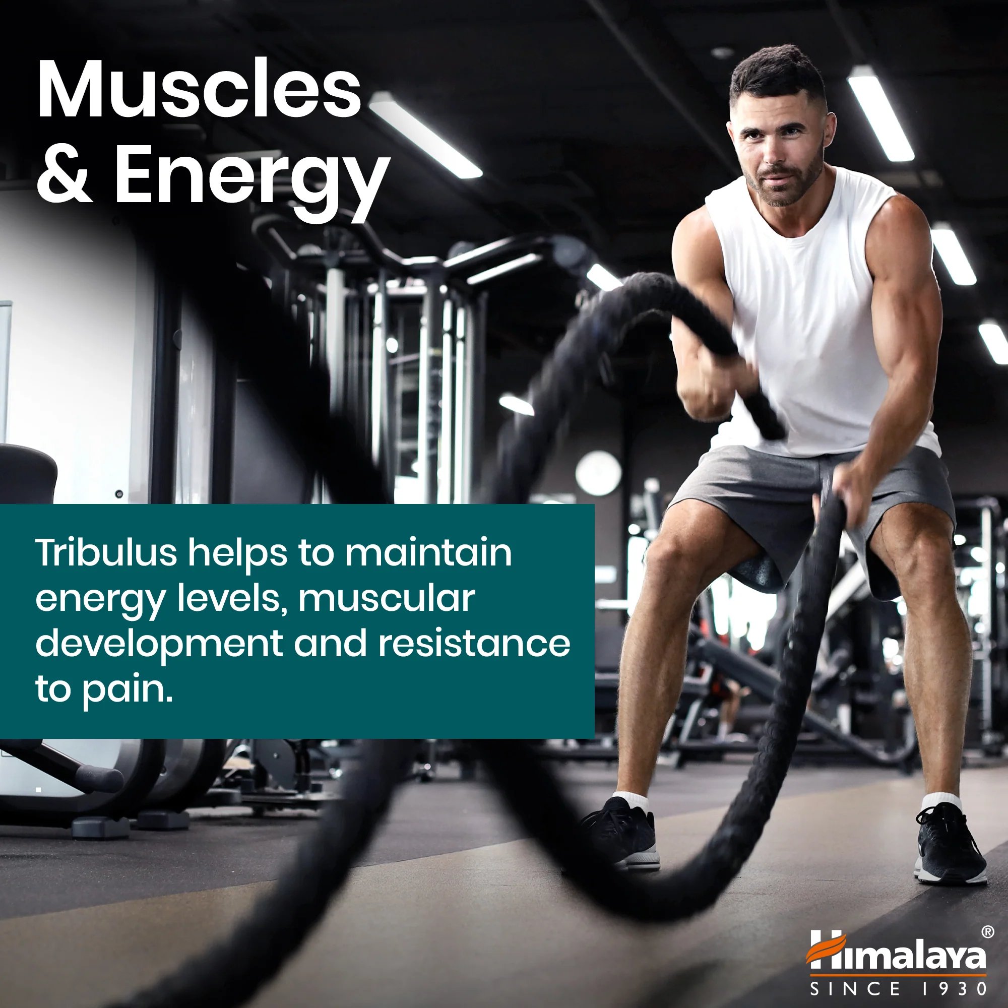 Himalaya Organic Tribulus (Gokshura) - Image 3