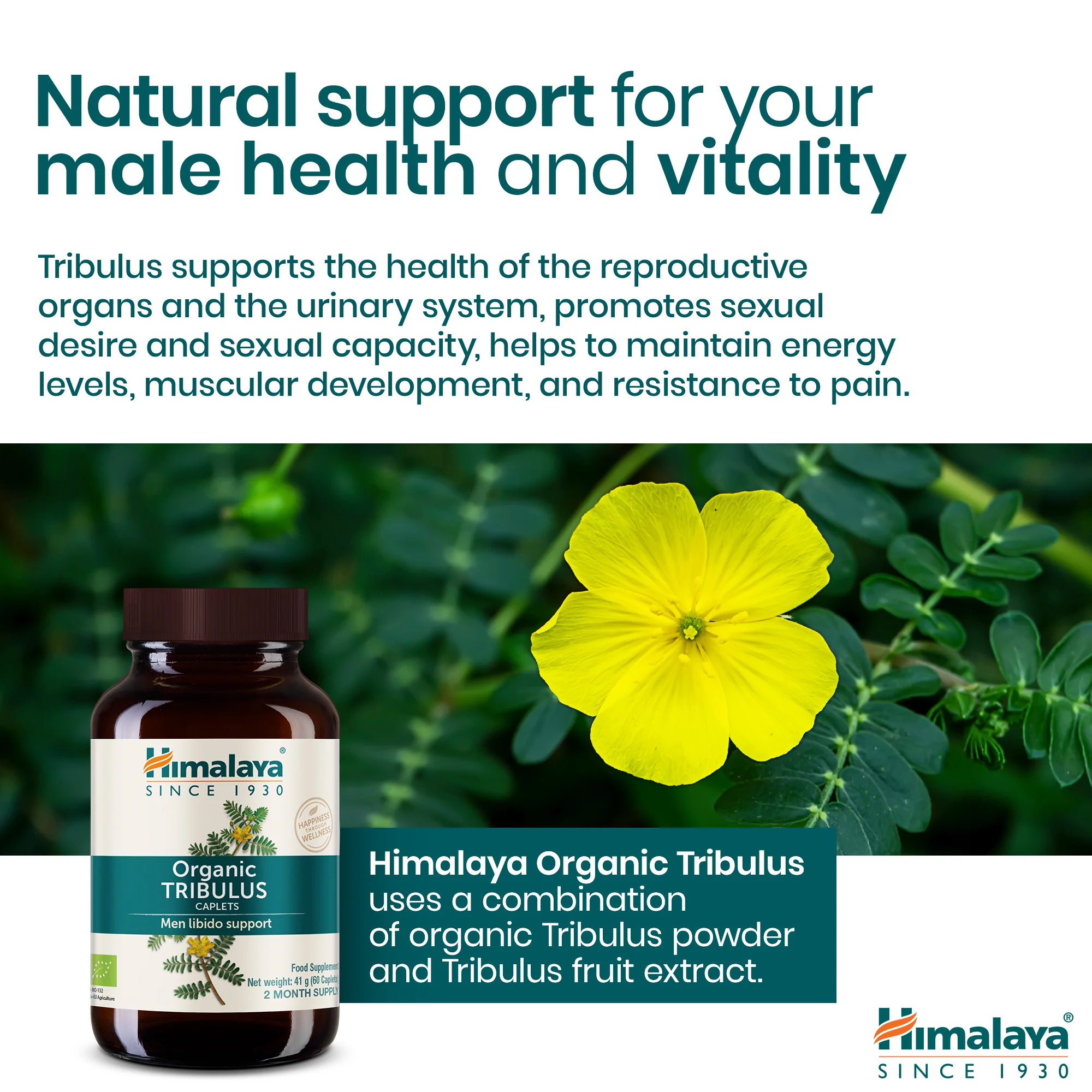 Himalaya Organic Tribulus (Gokshura) - Image 5